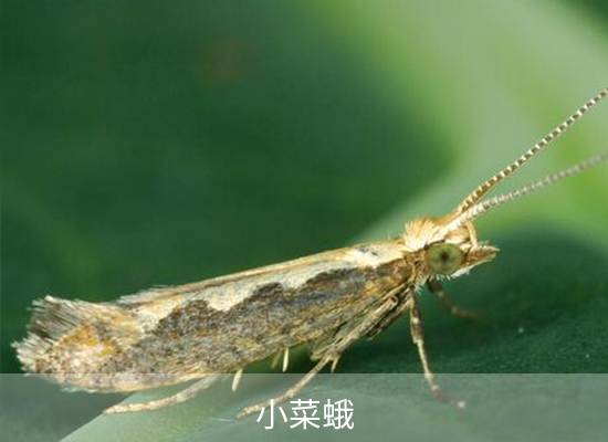 氯氟氰菊酯